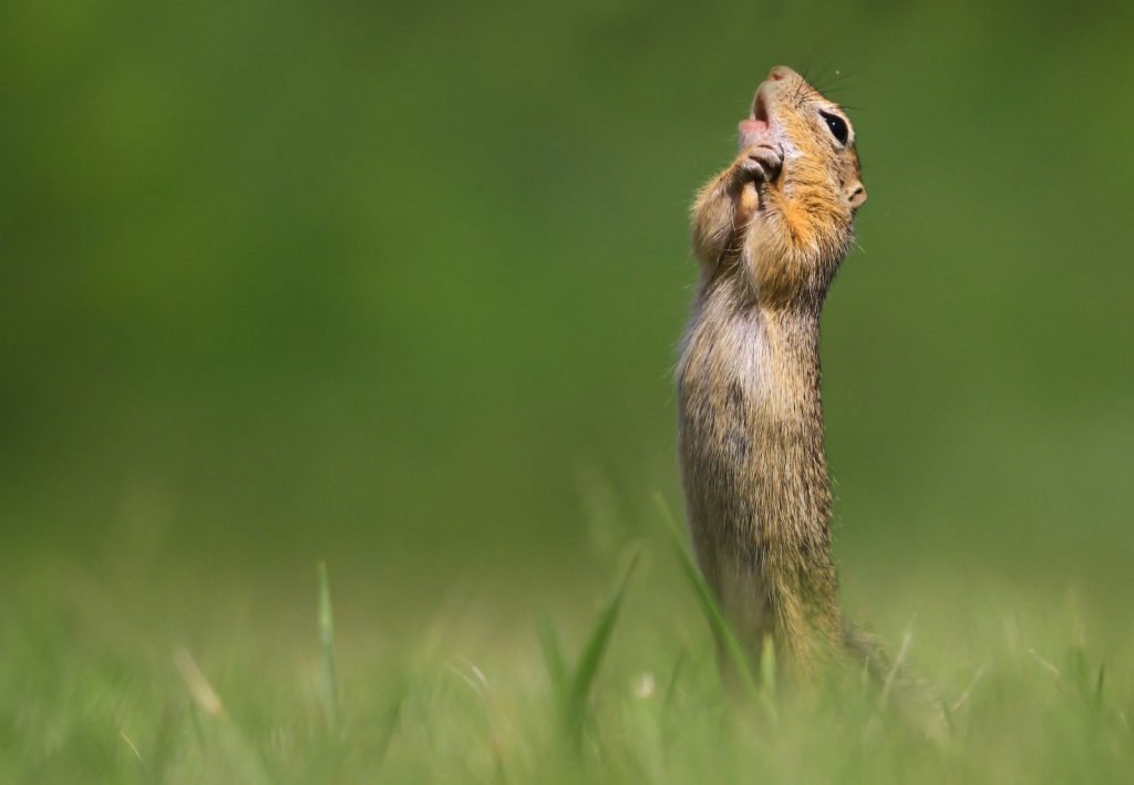 finalisti-comedy-wildlife-photo-awards-2020-ecco-tutte-le-foto-fotonerd